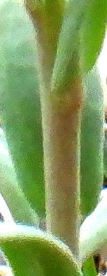 Noccaea fendleri bark