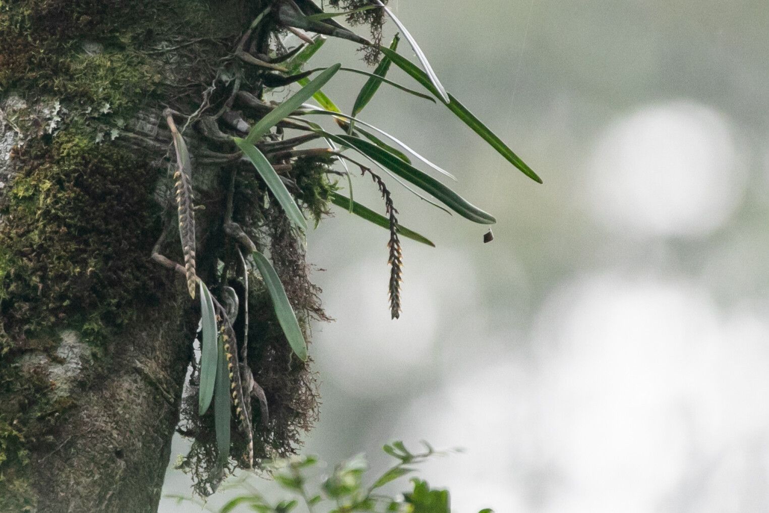 Bulbophyllum kivuense — houseplant care guide