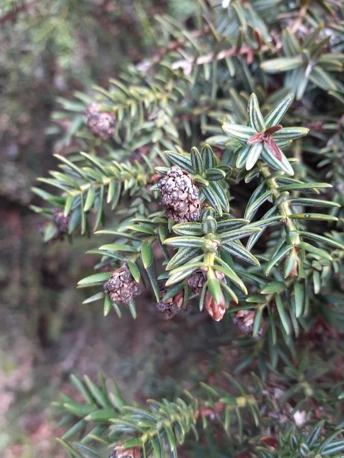 Juniperus drupacea flower