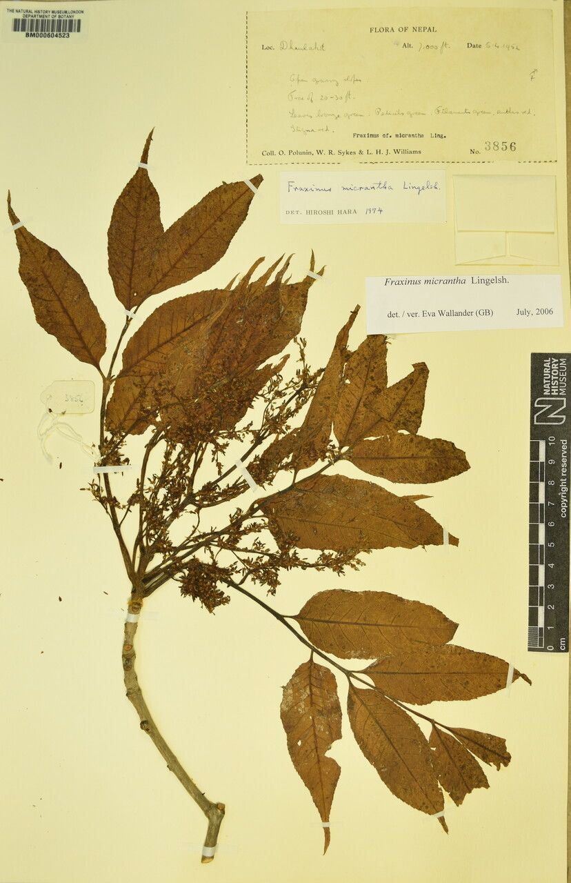 Fraxinus micrantha — search result for 'Fraxinus'