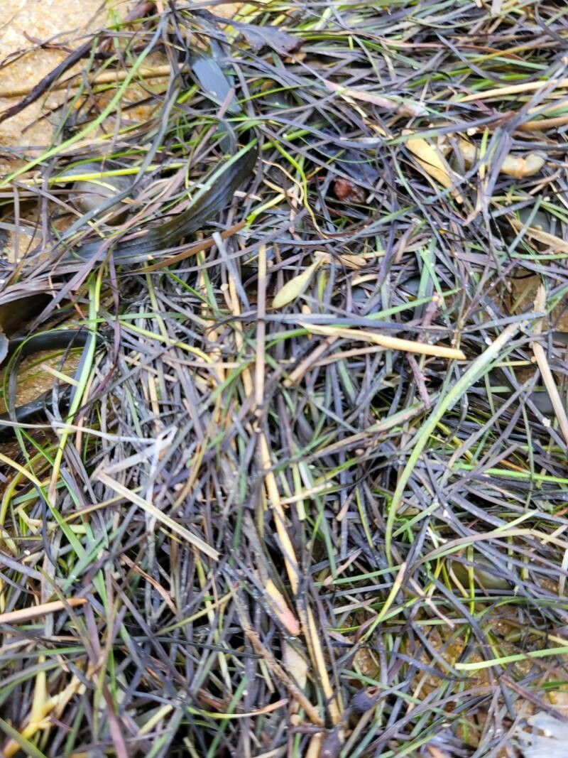 Zostera noltii habit