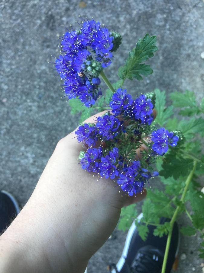 Phacelia congesta flower