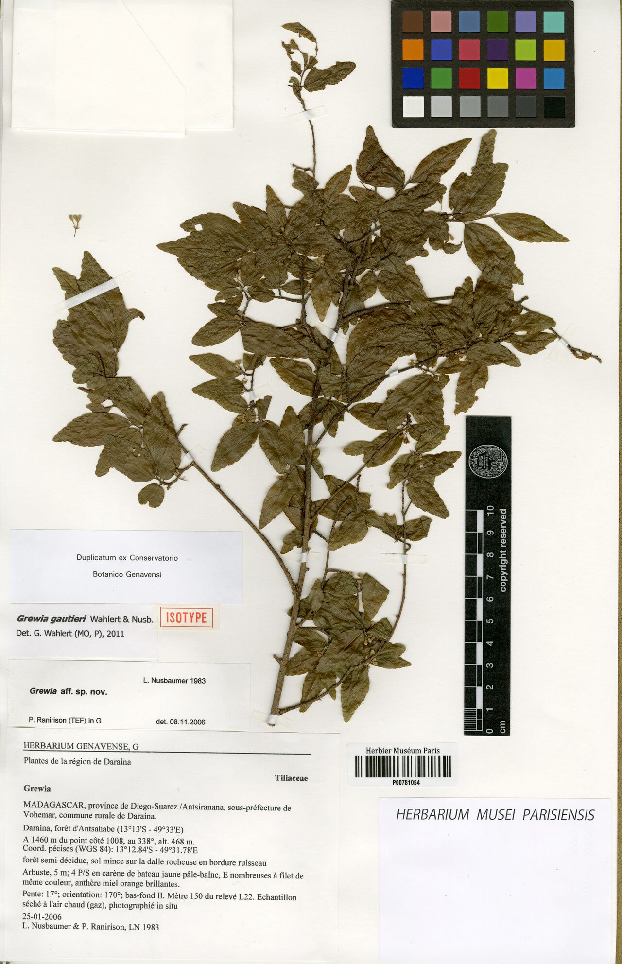 Grewia gautieri — houseplant care guide