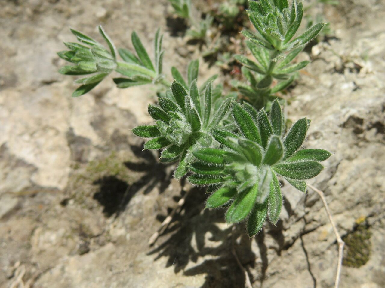Galium maritimum leaf