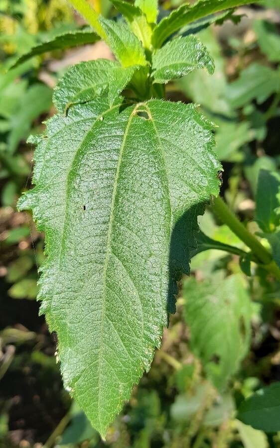 Aspilia silphioides — search result for 'Aspilia'