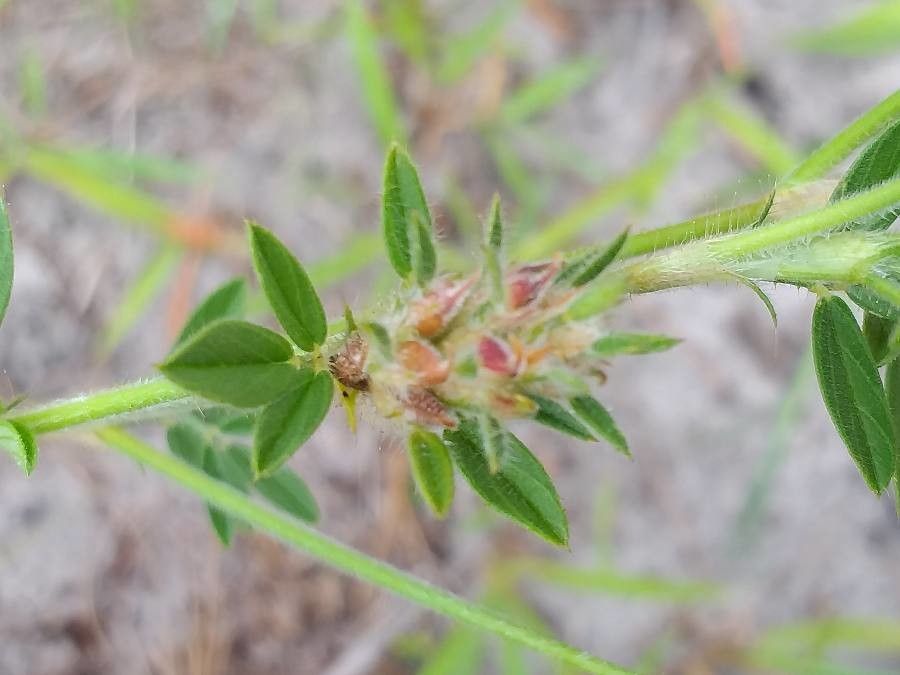 Stylosanthes fruticosa — related species from the same genus