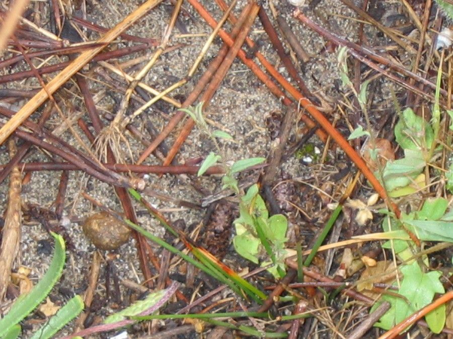 Kickxia cirrhosa habit