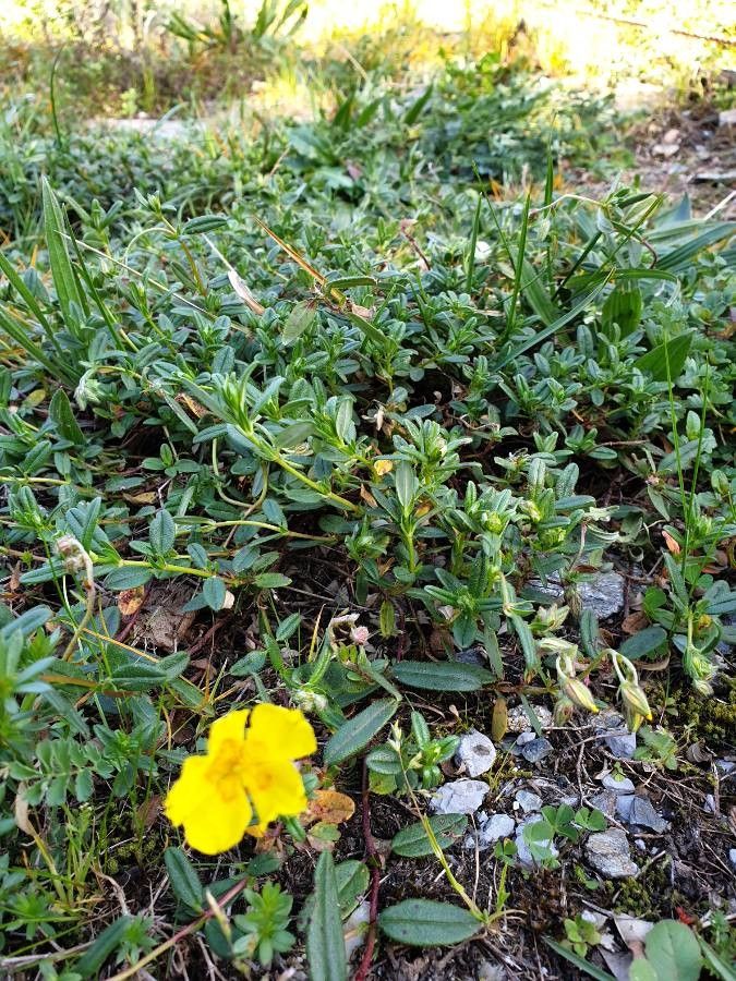 Tuberaria lignosa flower