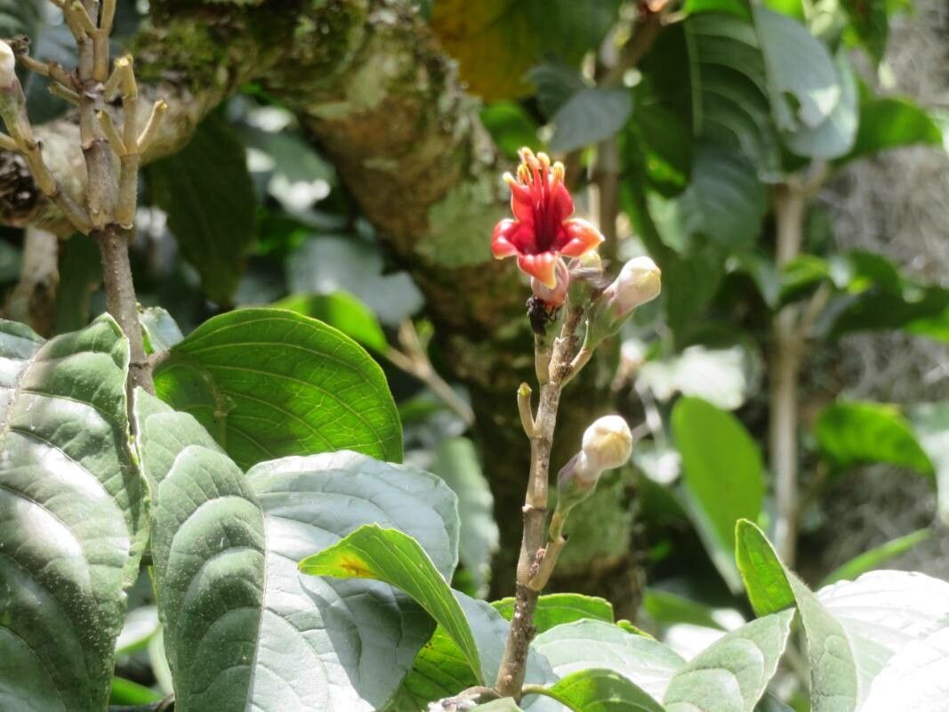 Trichanthera gigantea flower