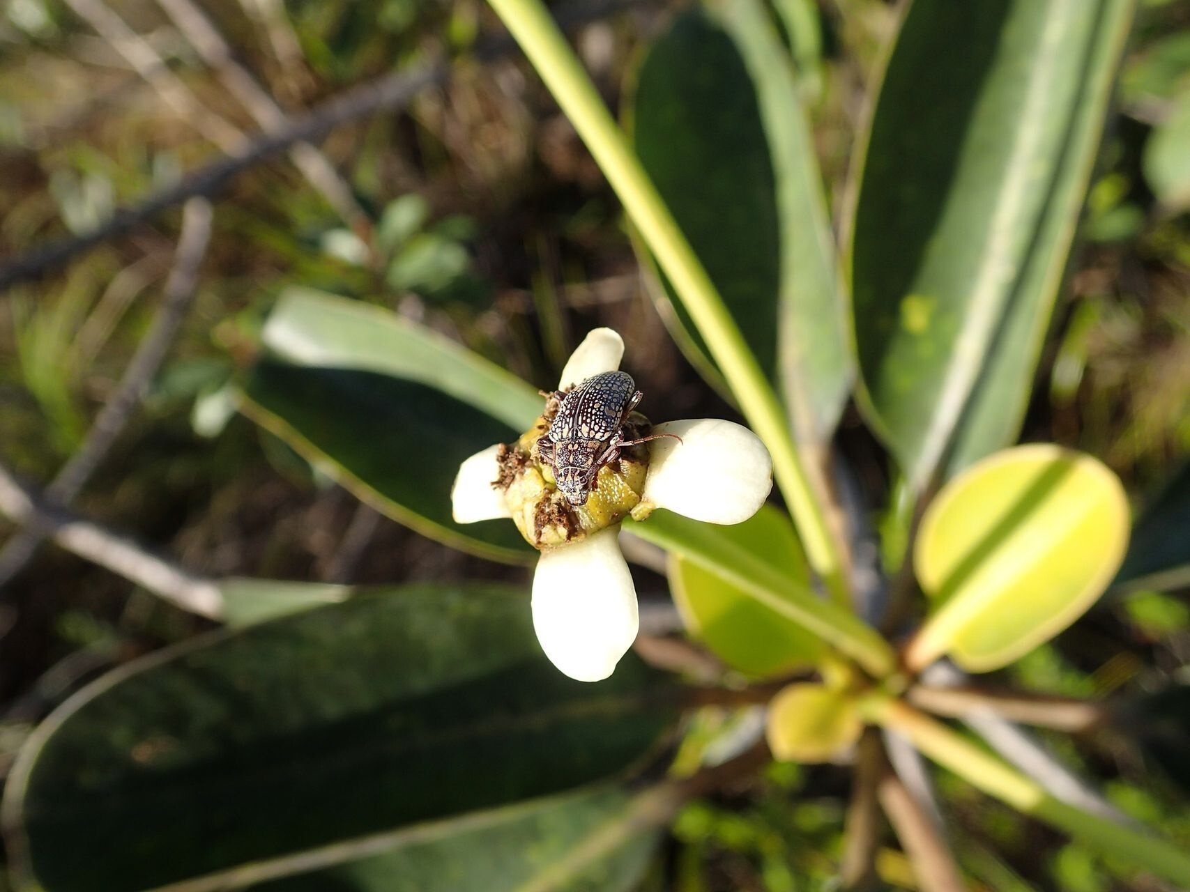 Neoguillauminia cleopatra flower