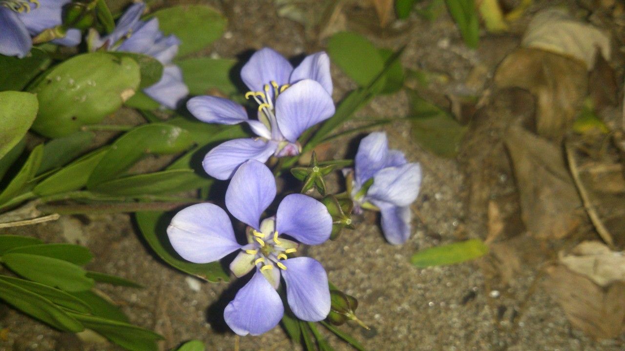 Guaiacum sanctum flower