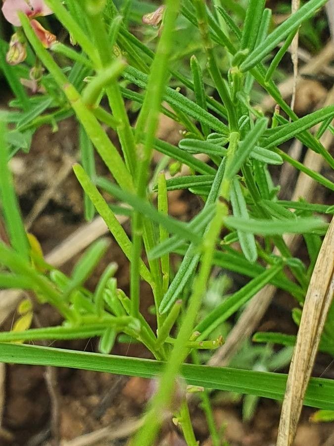 Polygala amboniensis leaf