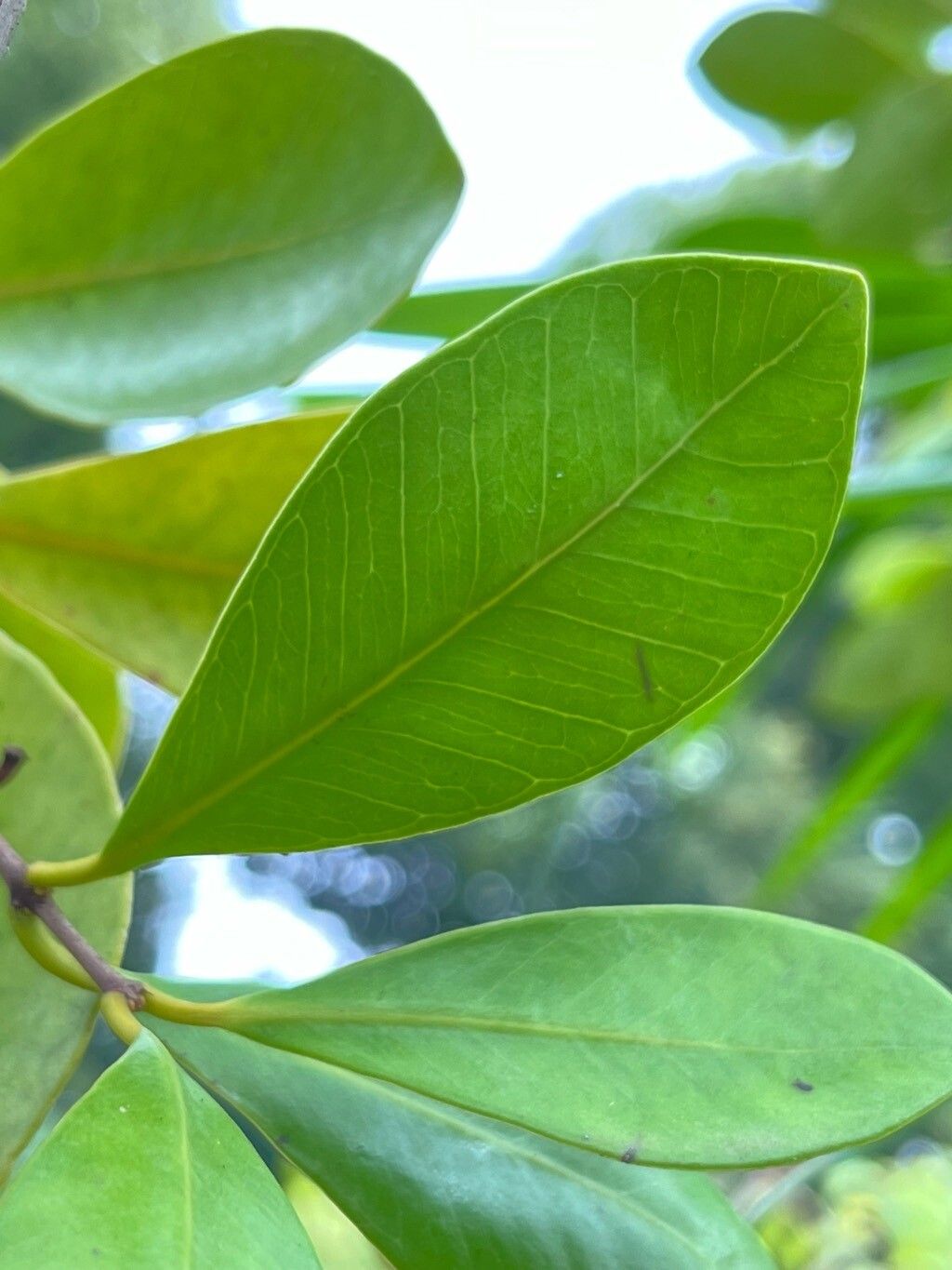 Psidium densicomum leaf