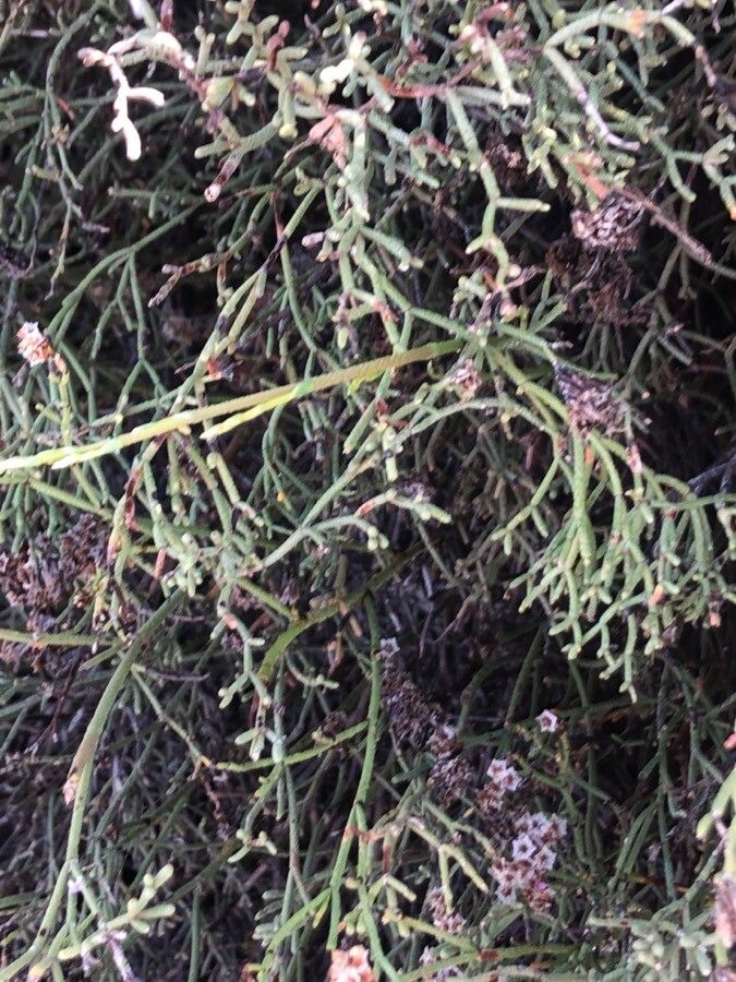 Limonium tuberculatum — search result for 'Limonium'