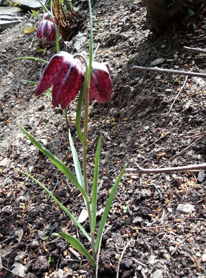 Fritillaria meleagris fruit