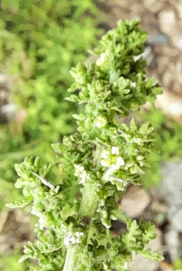 Chenopodium multifidum flower