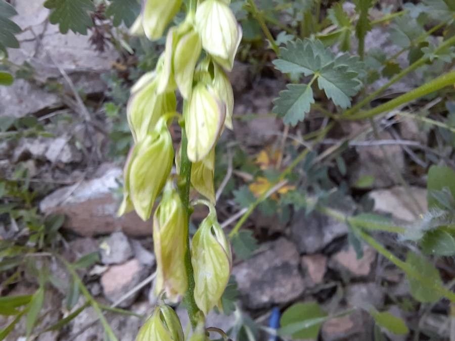 Polygala major fruit