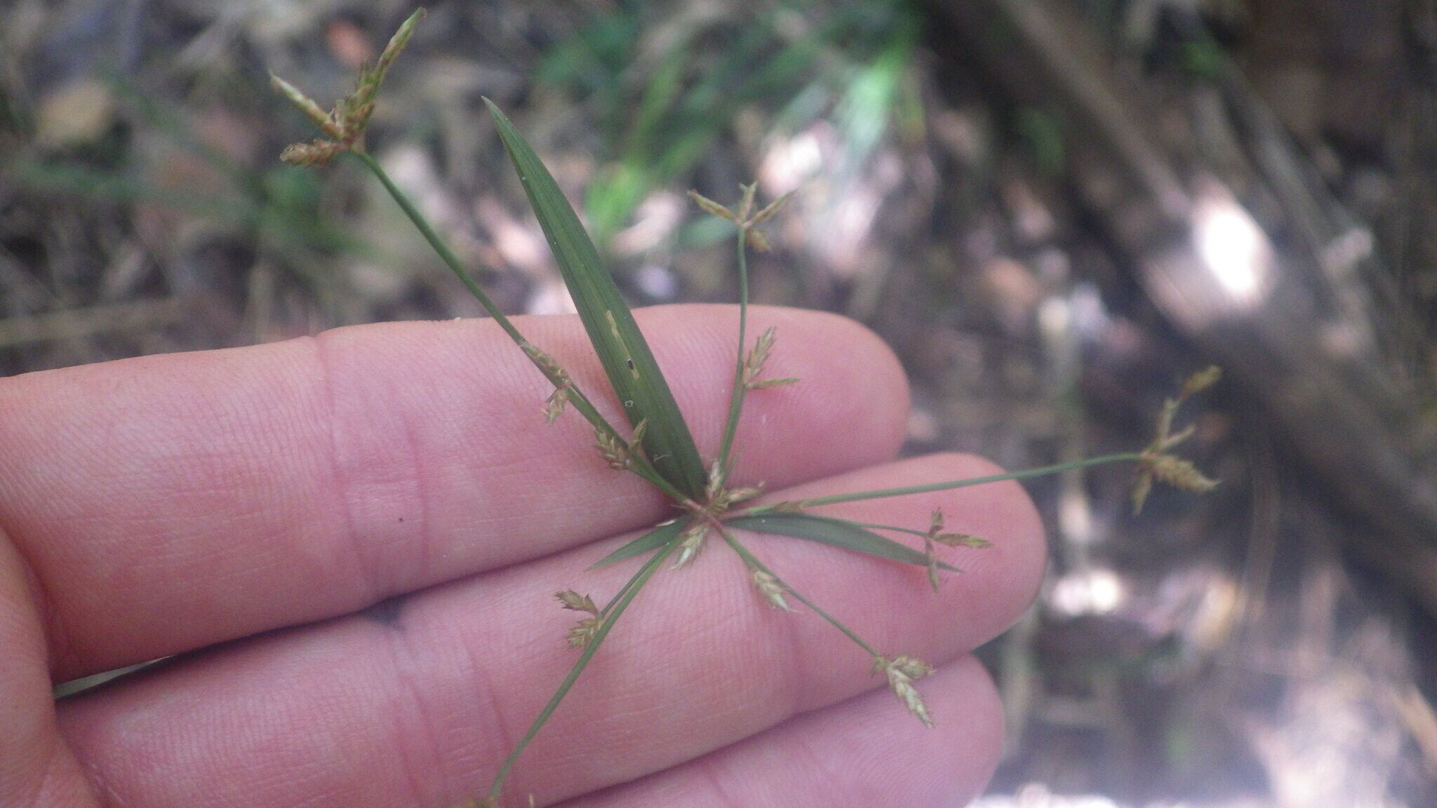 Cyperus longifolius — houseplant care guide