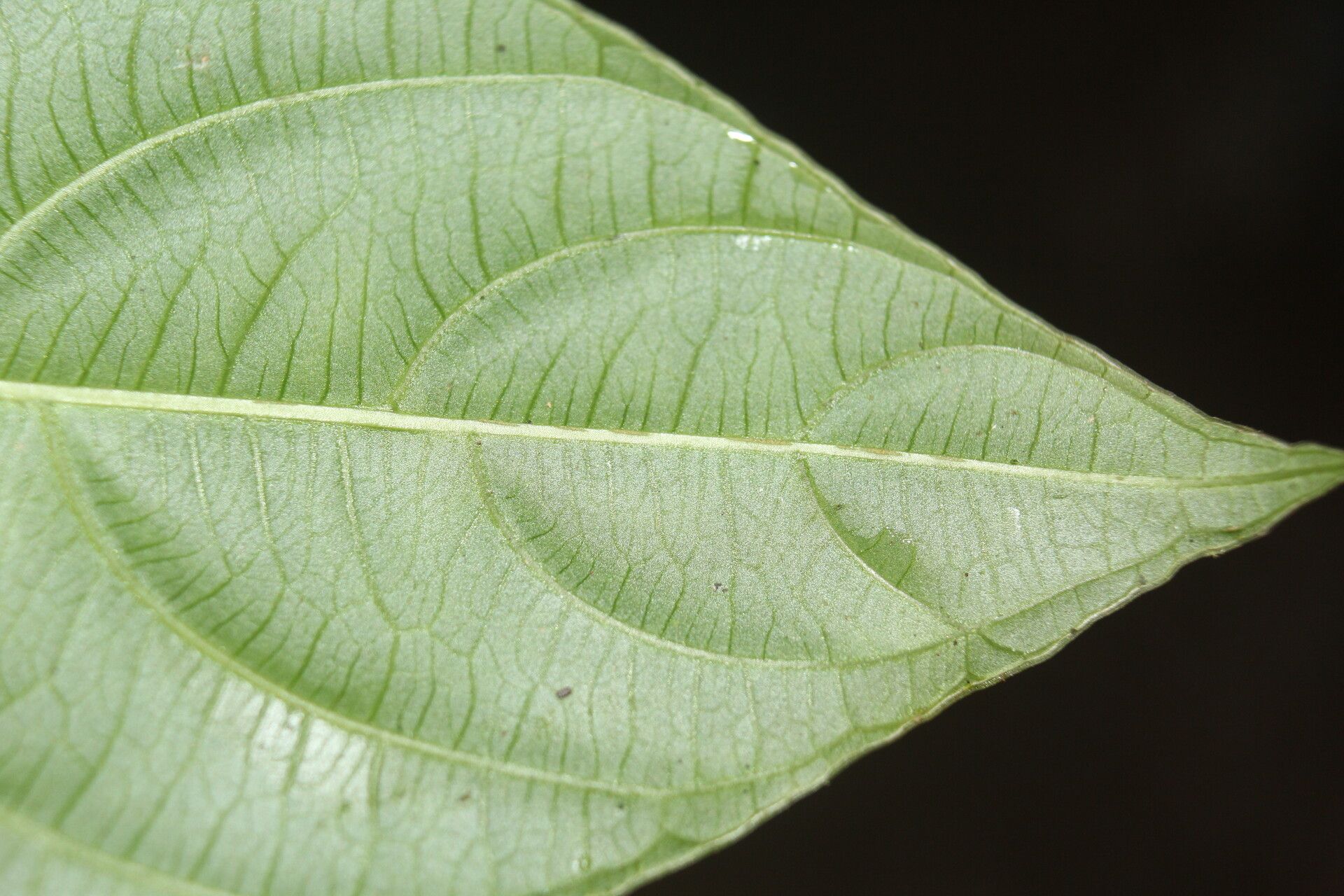 Psychotria microbotrys — houseplant care guide