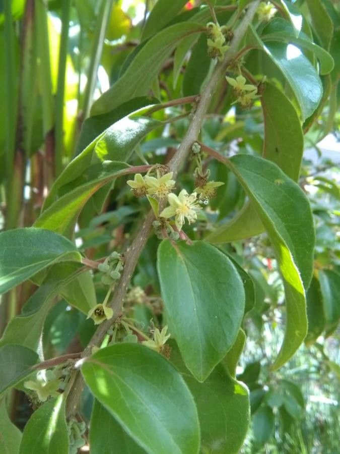 Dovyalis hebecarpa flower