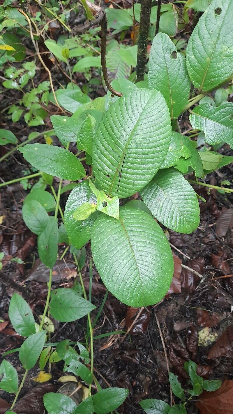 Tetracera hydrophila — houseplant care guide