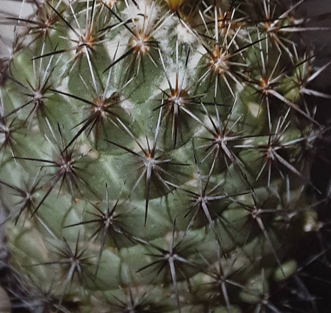 Coryphantha difficilis — search result for 'Coryphantha'