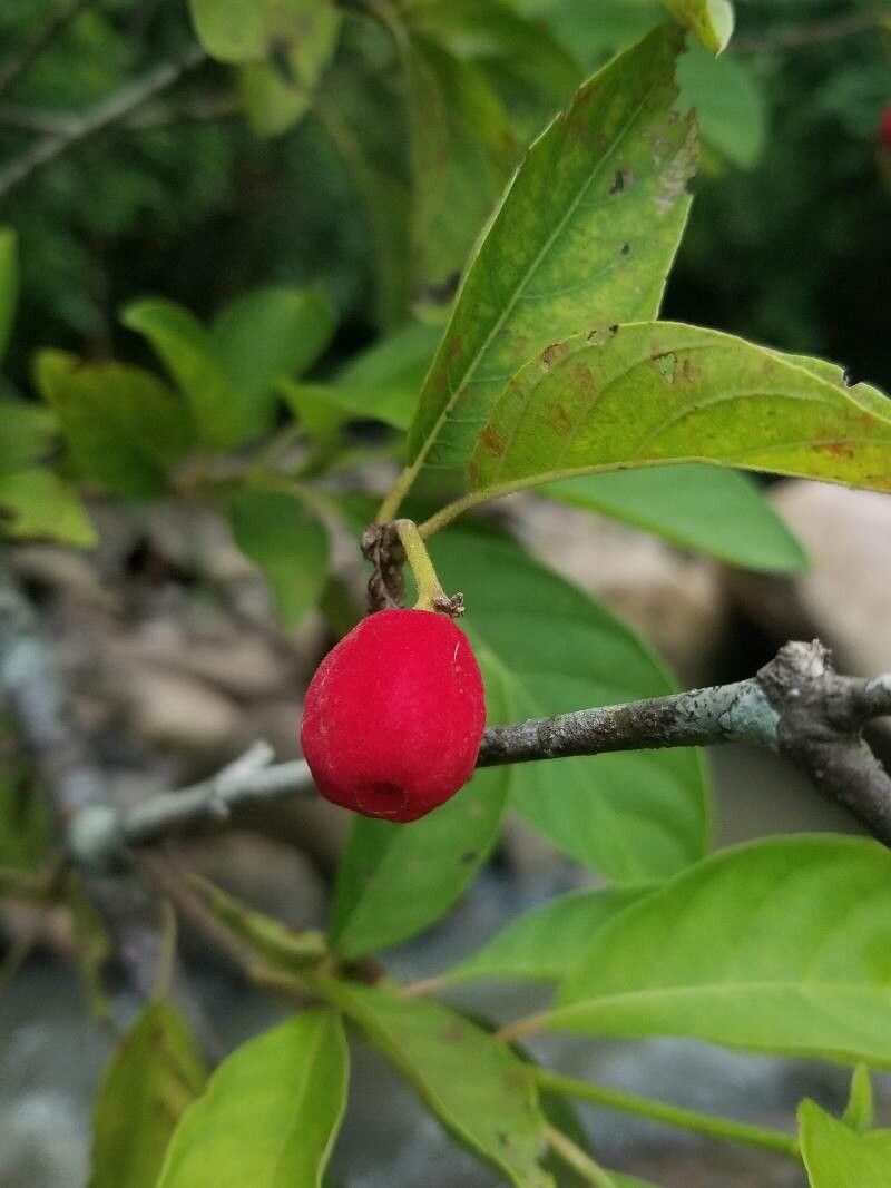 Guettarda deamii fruit