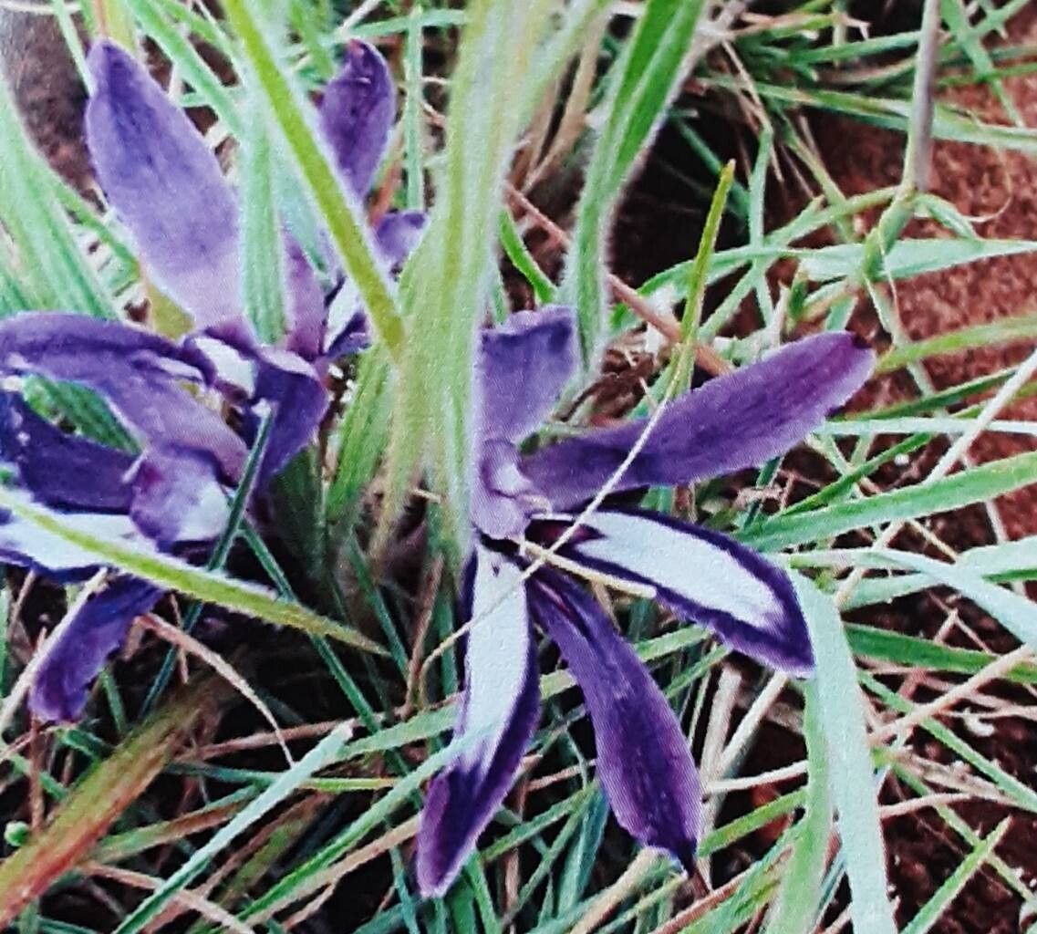 Babiana hypogaea — houseplant care guide