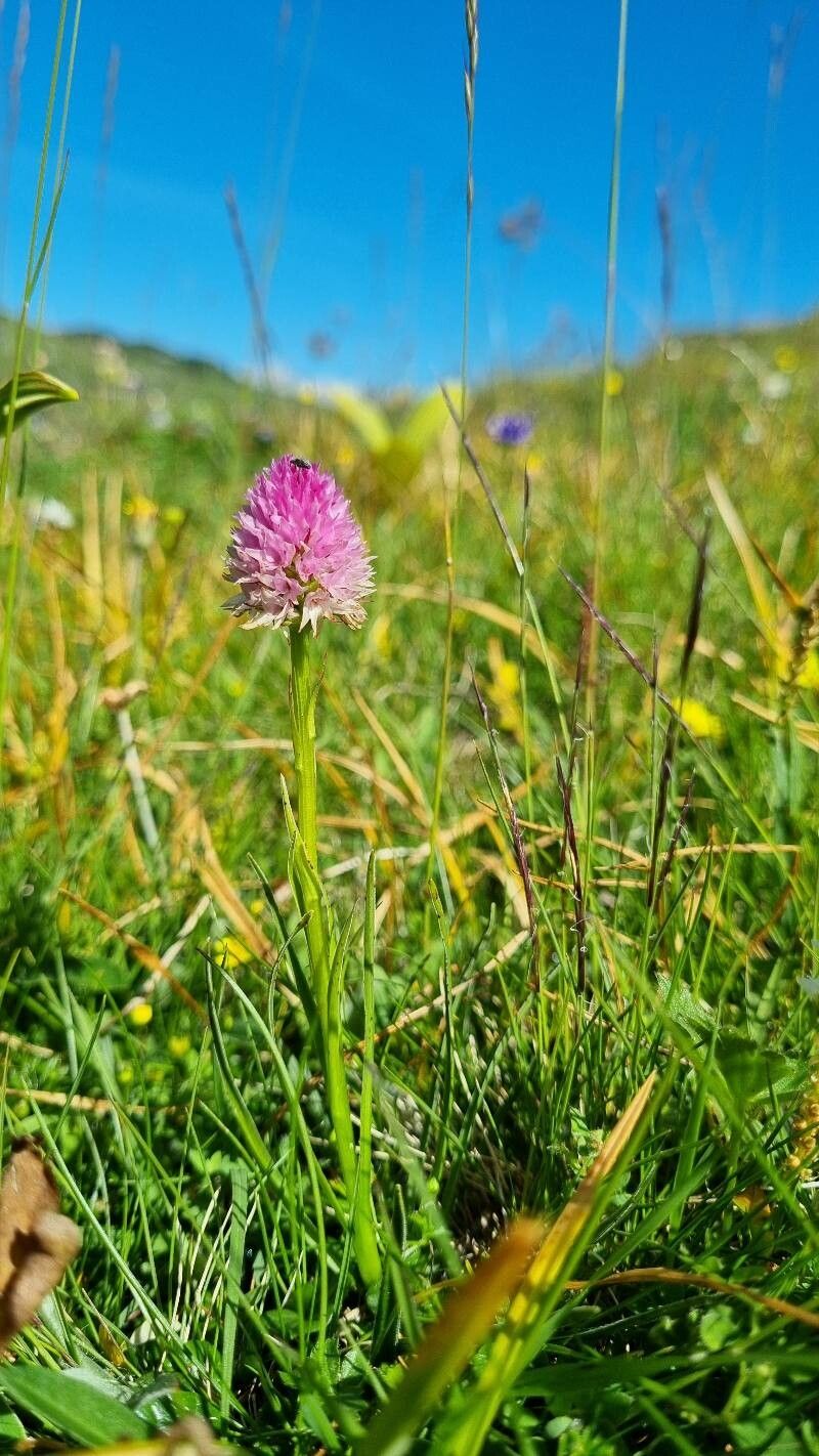 Gymnadenia lithopolitanica habit