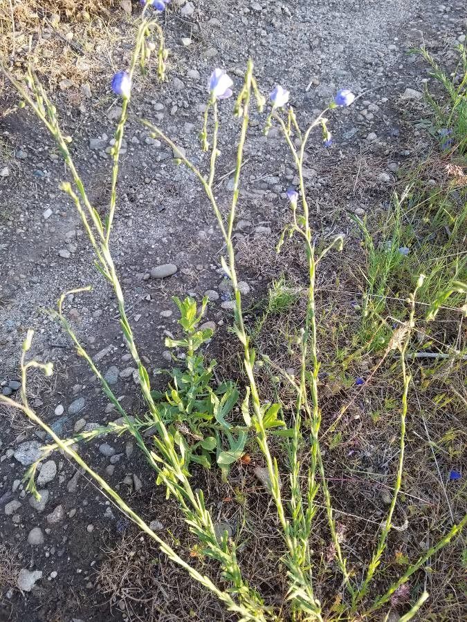 Linum lewisii — search result for 'Linaceae'