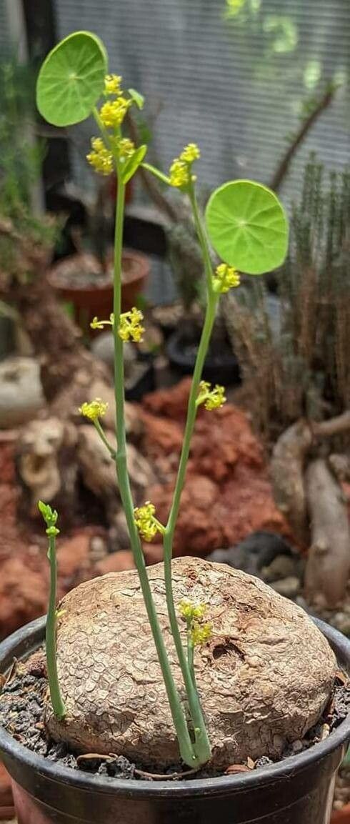 Stephania pierrei — houseplant care guide