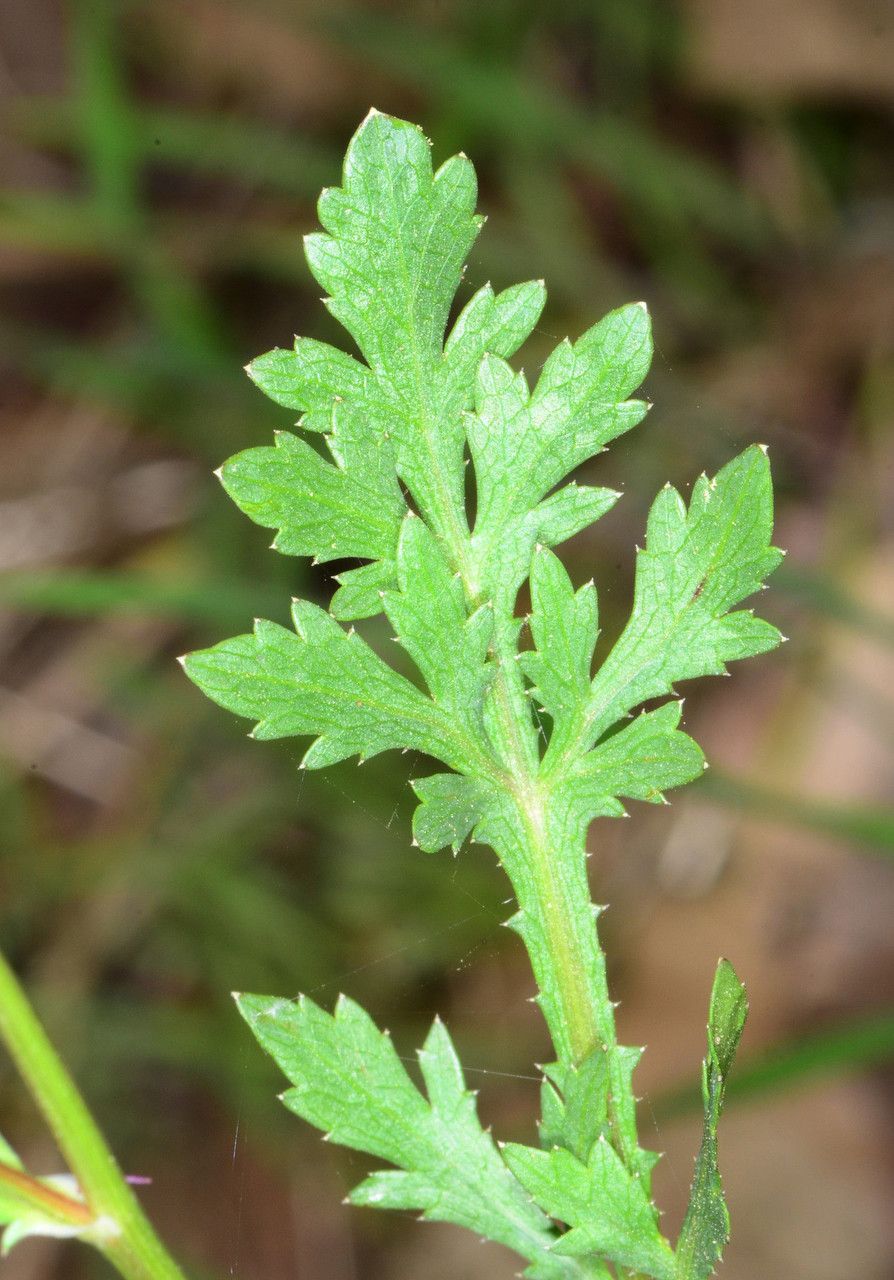 Sanicula bipinnatifida leaf