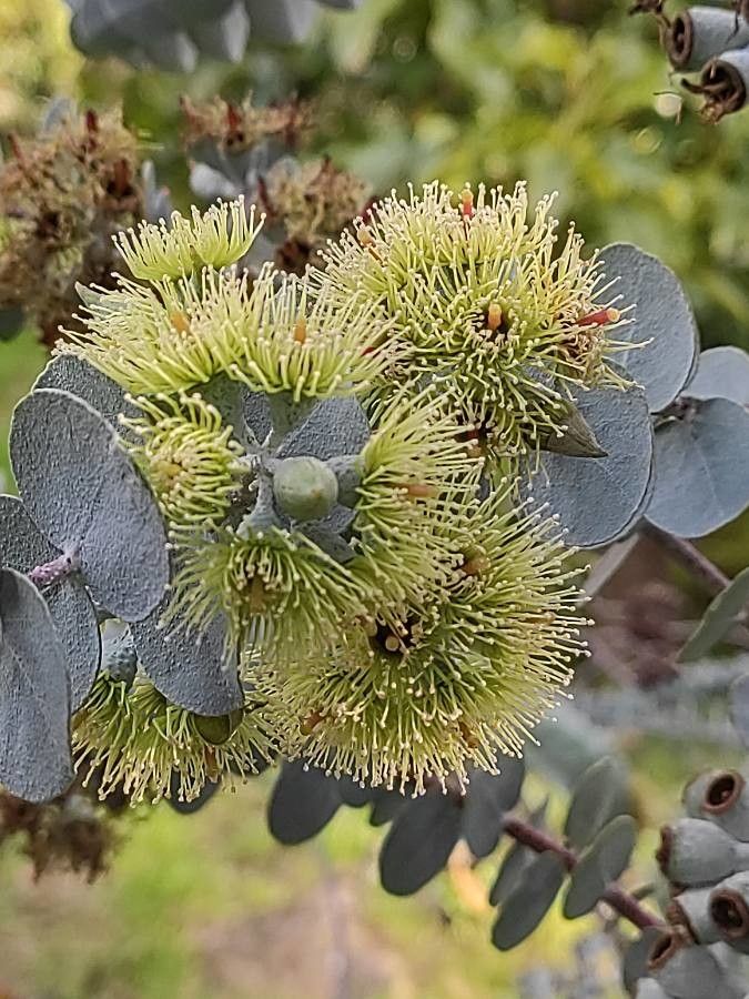 Eucalyptus kruseana flower