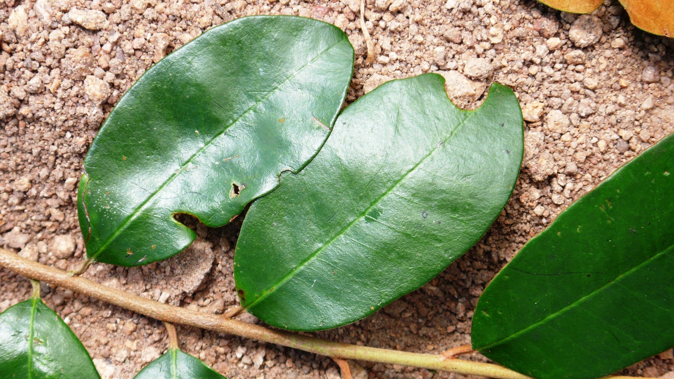 Chrysophyllum rufum leaf