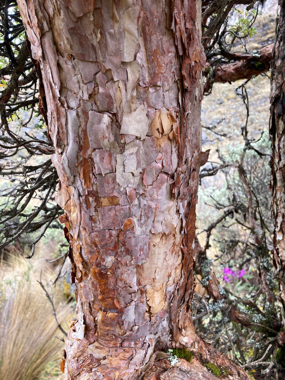 Polylepis sericea bark