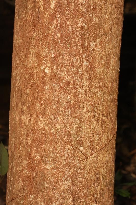 Hevea guianensis bark