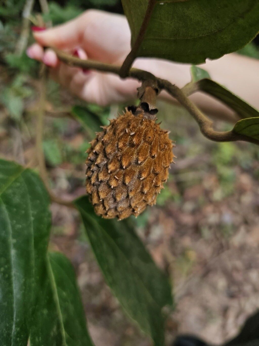 Annona excellens fruit