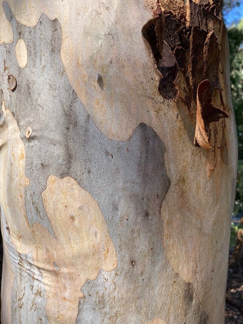 Eucalyptus mannifera bark