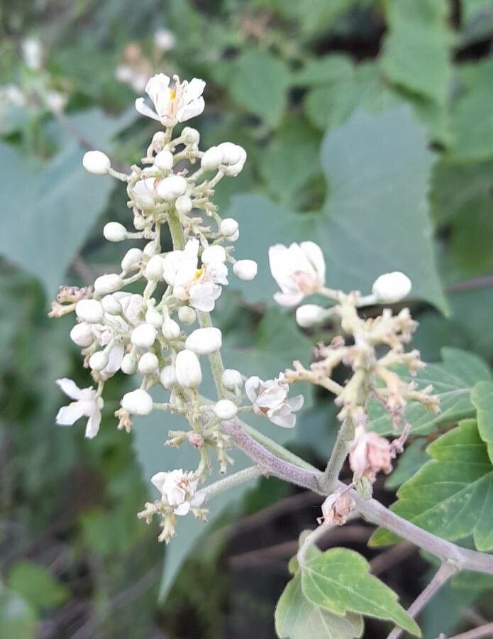 Serjania glabrata flower