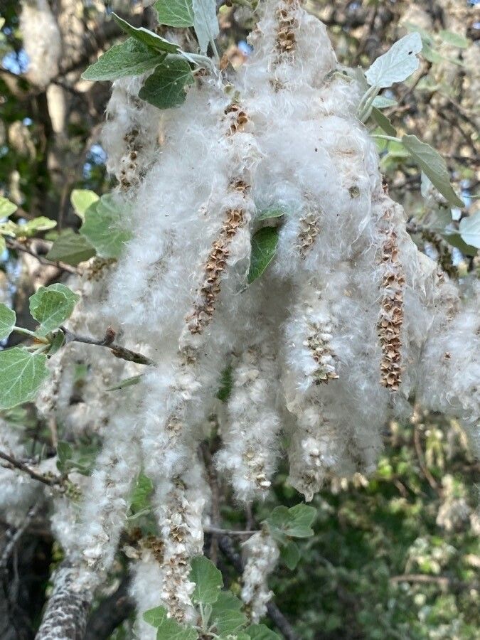 Populus × canescens fruit