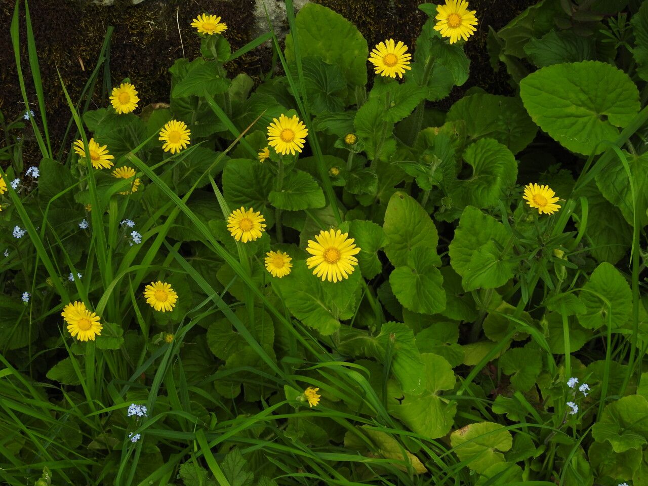 Doronicum columnae flower
