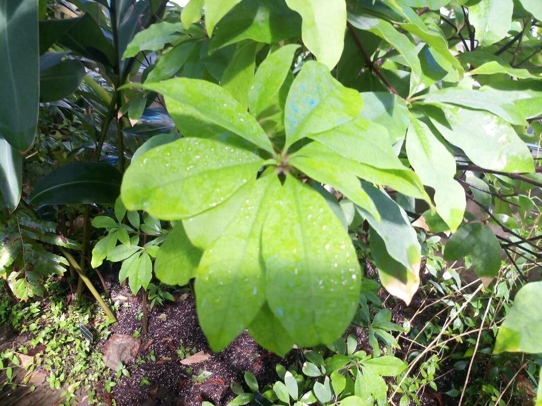 Deherainia smaragdina leaf