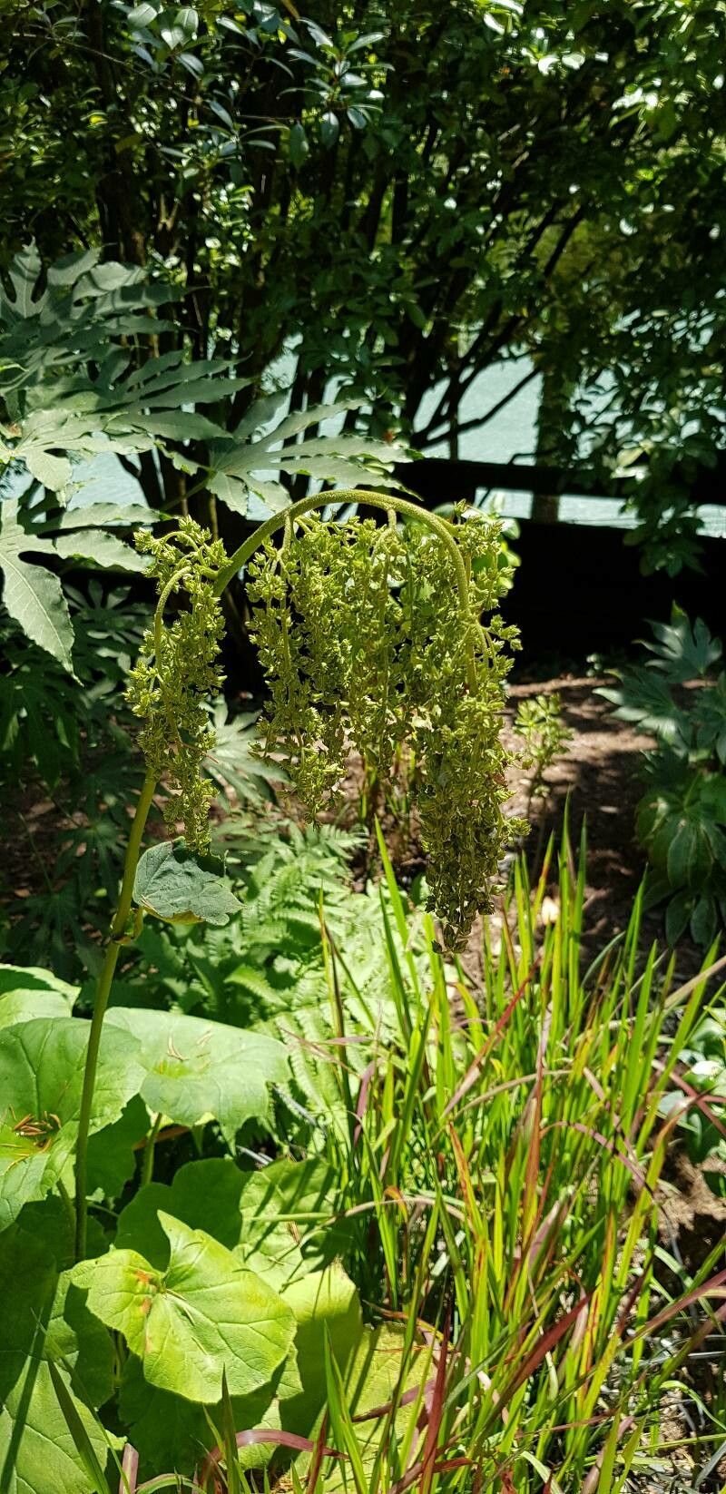 Astilboides tabularis fruit