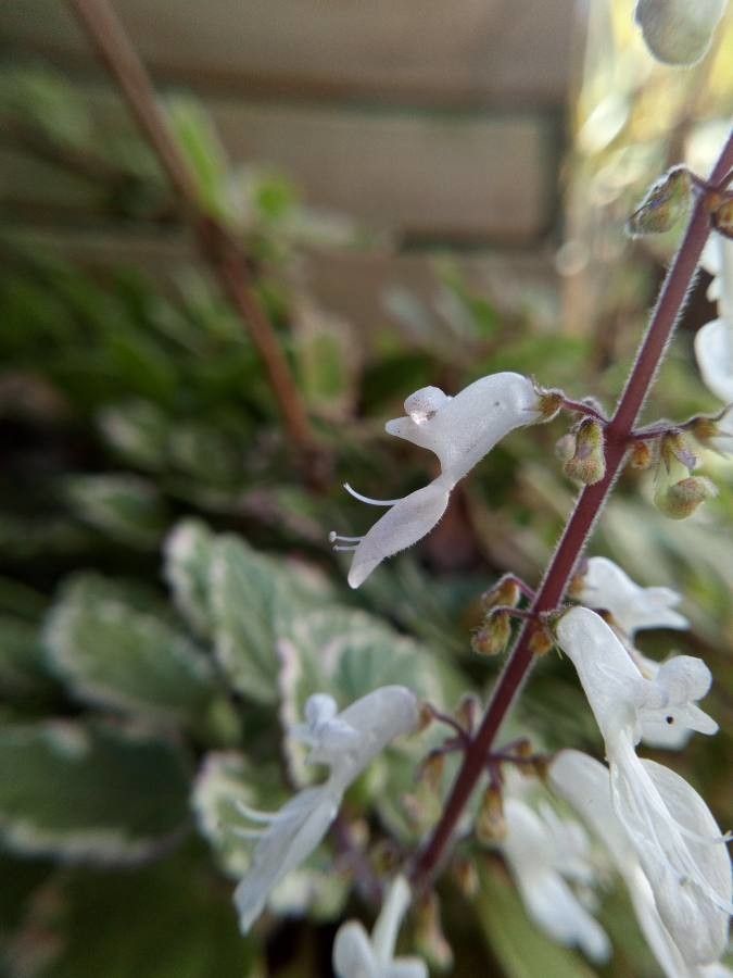 Plectranthus forsteri flower