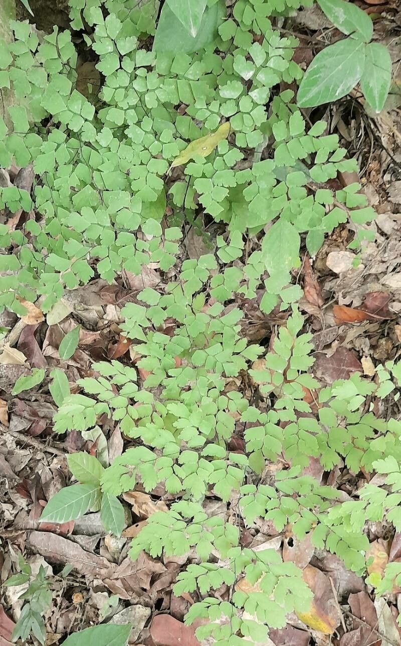 Adiantum fragile habit