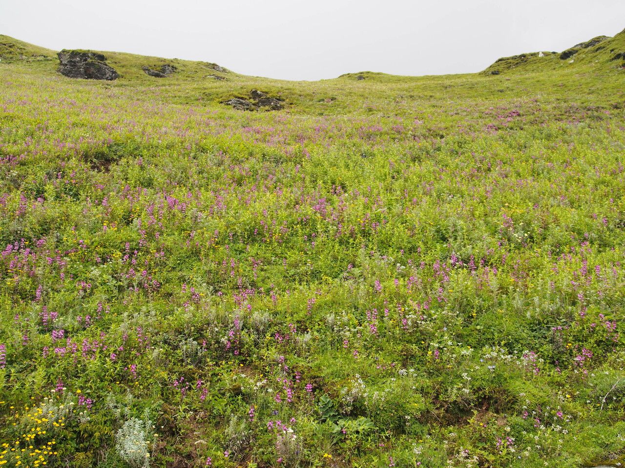 Pedicularis gracilis other