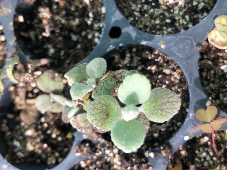 Ballota pseudodictamnus leaf