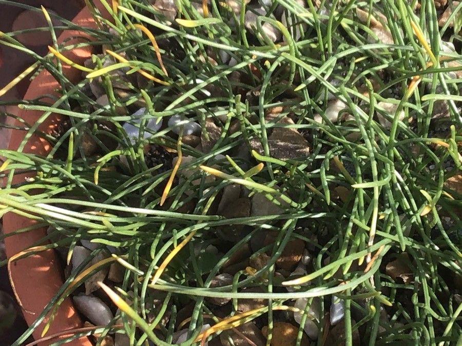 Narcissus cavanillesii leaf