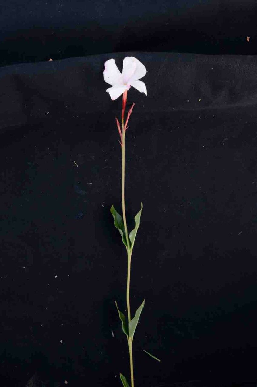 Mandevilla novocapitalis flower