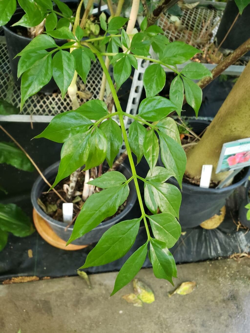 Gonatopus boivinii leaf